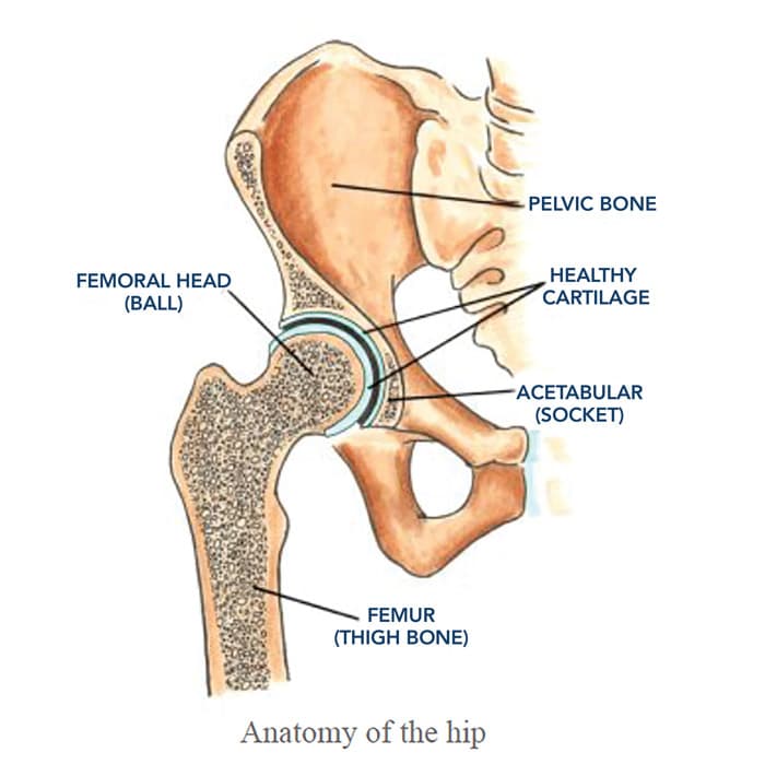 Anatomy of the Hip Image