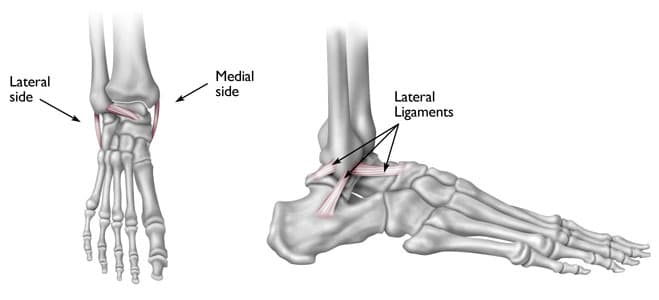 Anatomy of ankle joint