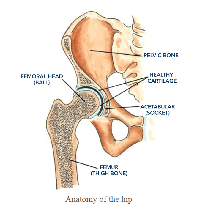 Anatomy of the hip image