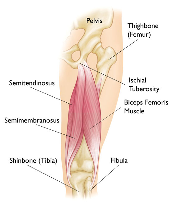 Hamstring 